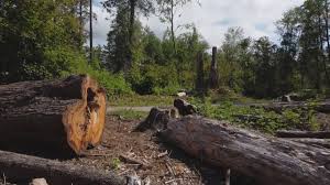 How Our Tree Care Process Works  in  Krum, TX